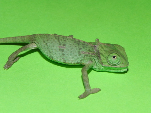 Baby Veiled Chameleons for sale Baby Veiled Chameleons for sale