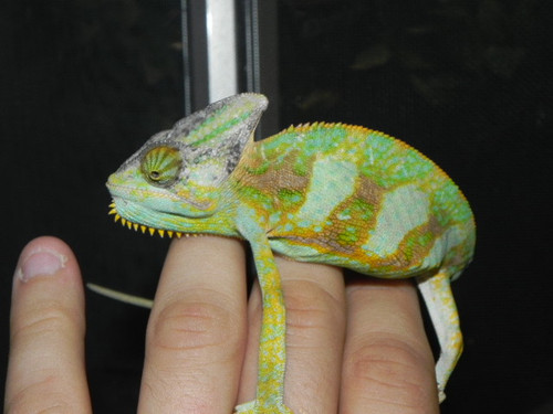 Sub Adult Veiled Chameleons for sale Sub Adult Veiled Chameleons for sale