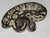 Mojave Ball Python for sale