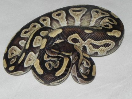 Mojave Ball Python for sale
