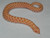 Albino Western Hognose Snake for sale