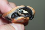 Pink Belly Side Neck Turtles for sale