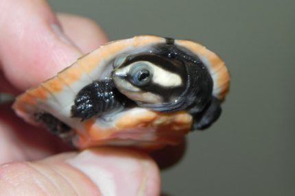 Pink Belly Side Neck Turtles for sale