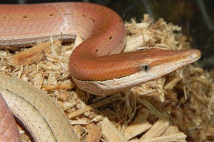 Burton's Legless Lizards for sale