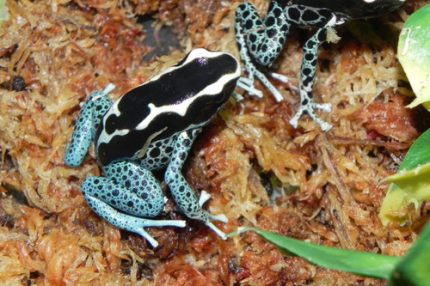 Powder Blue Dart Frogs for sale (Dendrobates tinctorious)