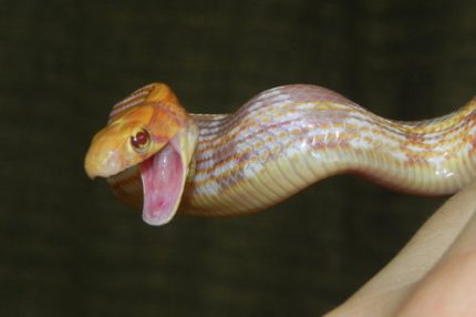 Albino Radiated Rat Snake for sale