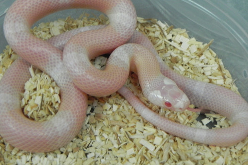 Snow Honduran Milk Snakes for sale Snow Honduran Milk Snakes for sale