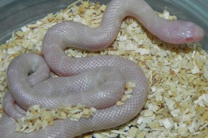 Snow Desert King Snake for sale