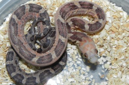 Scaleless Everglades Rat Snake for sale