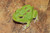 Green Apple Pac Man Frogs for sale