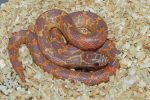 Albino Mosaic Florida King Snake for sale