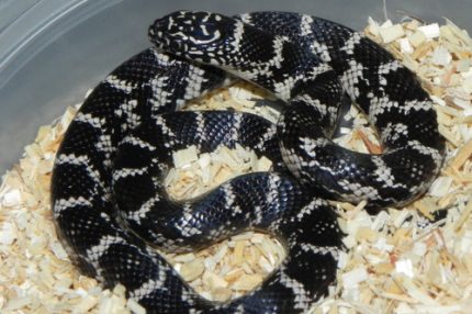 Anery Florida King Snake for sale
