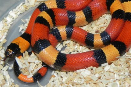 Apricot Pueblan Milk Snake for sale