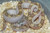White Sided Black Rat SNake for sale