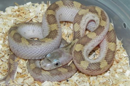 White Sided Black Rat SNake for sale
