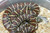 High Red Brooks King Snake for sale