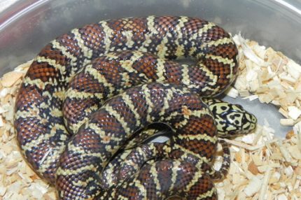 High Red Brooks King Snake for sale