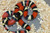 Pueblan Milk Snake for sale