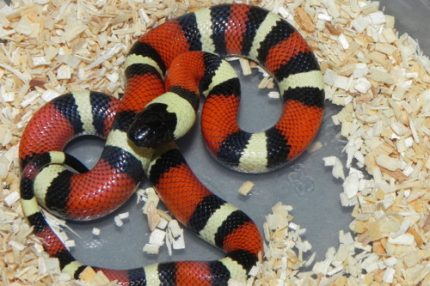 Pueblan Milk Snake for sale