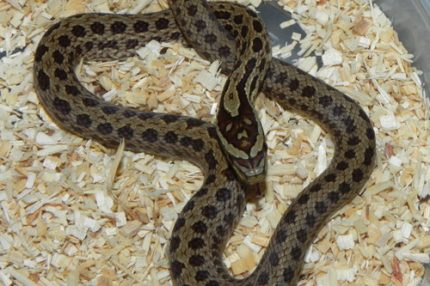Twin Spot Rat Snake for sale