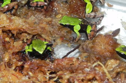 Guibe's Mantellas for sale