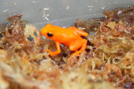 Golden Mantella for sale