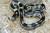 California King Snake for sale (Lampropeltis getula californiae) - Coastal Abberant