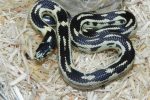 California King Snake for sale (Lampropeltis getula californiae) - Coastal Abberant