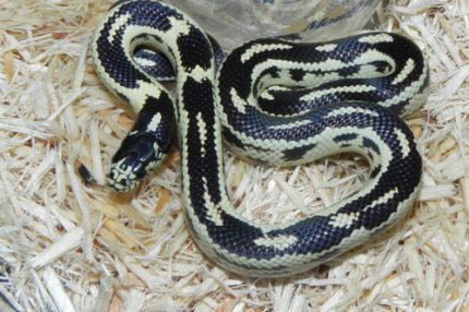 California King Snake for sale (Lampropeltis getula californiae) - Coastal Abberant