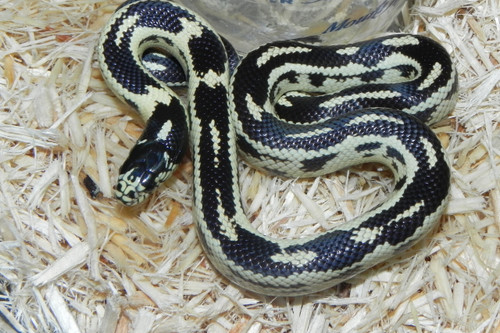 California King Snake for sale (Lampropeltis getula californiae) - Coastal Abberant California King Snake for sale (Lampropeltis getula californiae) - Coastal Abberant
