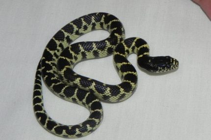 Desert King Snake for sale (Lampropletis getula splendida) males only