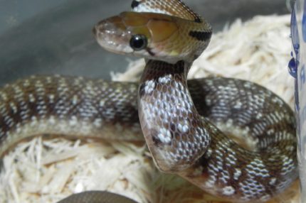 Trinket Rat Snake for sale (Coelognathus helenus)