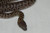 Childrens Pythons for sale (Antaresia childreni)