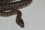 Childrens Pythons for sale (Antaresia childreni)