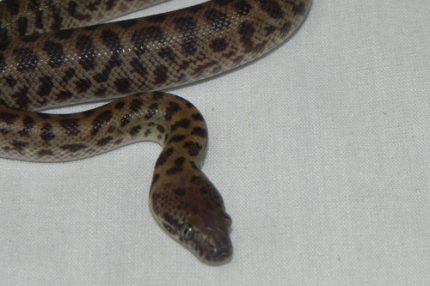 Childrens Pythons for sale (Antaresia childreni)