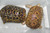 Specks Hinge Back Tortoises for sale (Kinixys speckii)