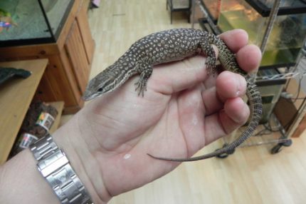 Ackie Monitor ( Varanus acanthurus) - YELLOW