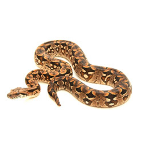 Dumerils Boa for sale Dumerils Boa for sale