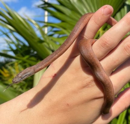 Dunns Pythons for sale