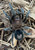 Peruvian Dwarf Star Tarantula for sale (Cyrioscosmus sellatus)