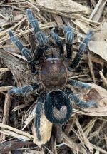 Peruvian Dwarf Star Tarantula for sale (Cyrioscosmus sellatus)