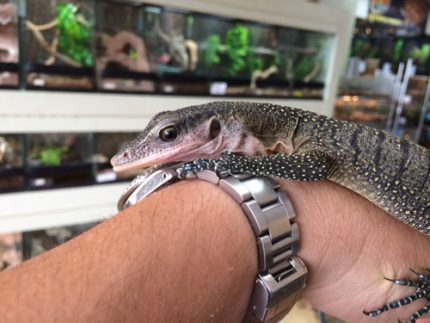 Juvenile Peach Throat Monitor for sale