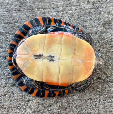 Eastern Painted Turtle for sale