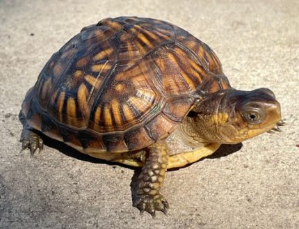 Eastern Box Turtle for sale