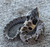 Eastern Hognose snake for sale