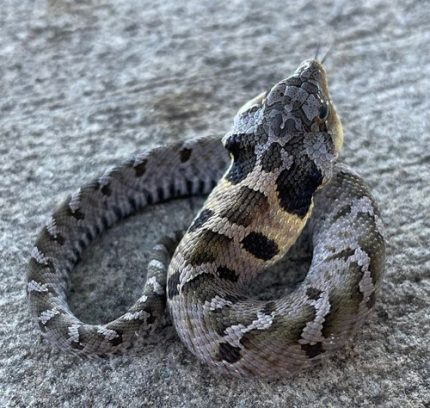 Eastern Hognose snake for sale