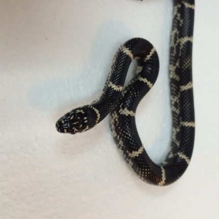 Eastern Chain King Snake for sale