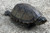 Baby  Eastern Mud Turtles for sale (Kinosternon Subrurum )