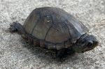 Baby  Eastern Mud Turtles for sale (Kinosternon Subrurum )