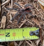 Pink Bloom | Pamphobeteus platyomma